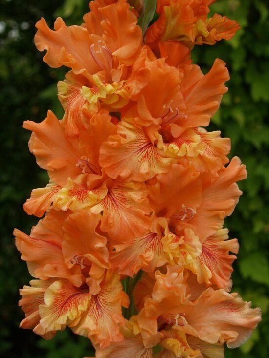  Gladiolas 425 HUUN HUUR TU   5 gab